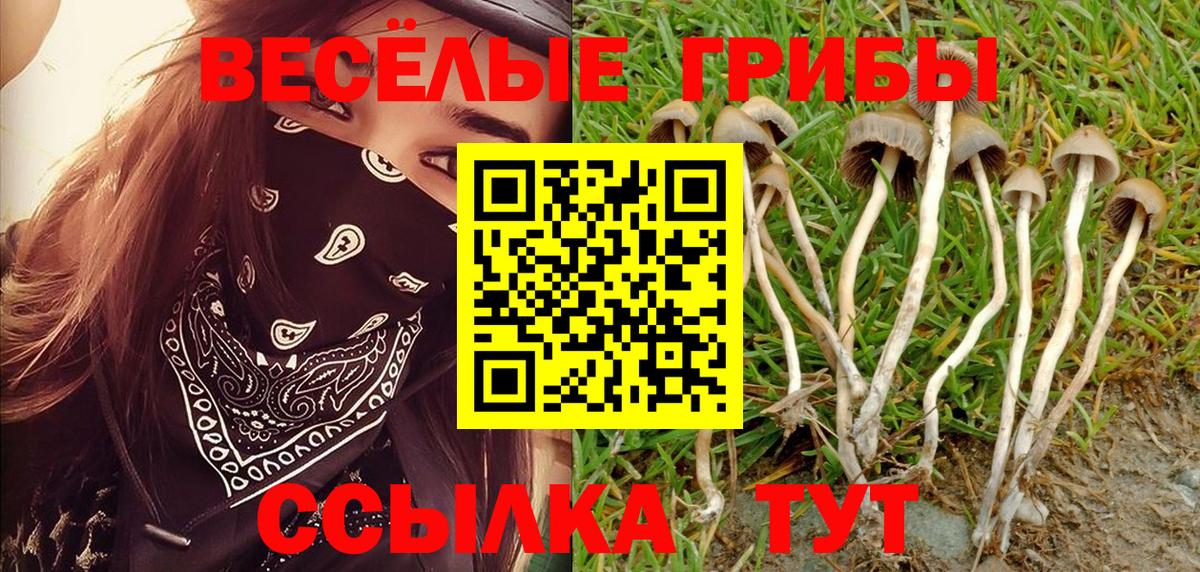 Галлюциногенные грибы Psilocybine cubensis  Вход с VPN  Галлюциногенные грибы мицелий  Новозыбков 